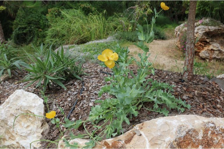 Glaucium flavum Glaucium flavum -22540