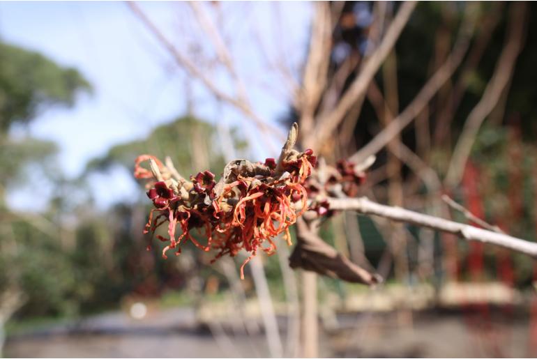 Hamamelis x intermedia 'Ruby Glow' Hamamelis x intermedia 'Ruby Glow' -22199