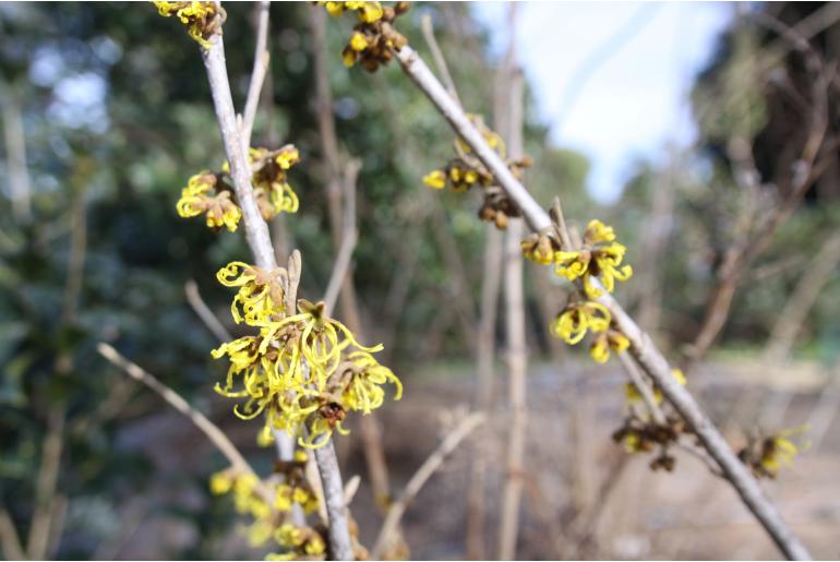 Hamamelis x intermedia 'Westerstede' Hamamelis x intermedia 'Westerstede' -22200