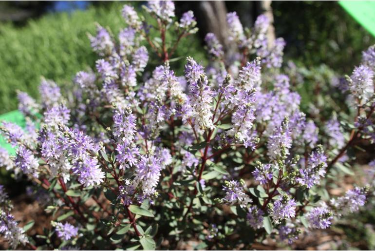 Hebe 'Caledonia' Hebe 'Caledonia' -22201