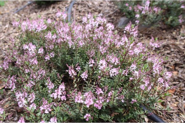 Hebe 'Pink Paradise' Hebe 'Pink Paradise'