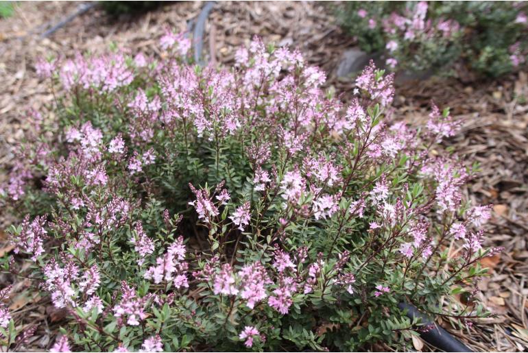 Hebe 'Pink Paradise' Hebe 'Pink Paradise' -22203