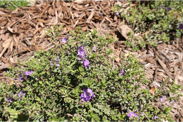 Hebe 'Youngii' Hebe 'Youngii'