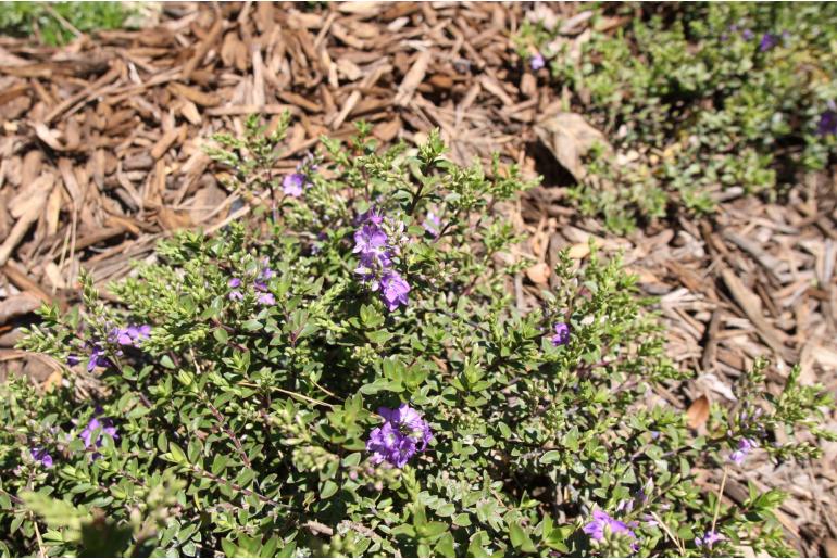 Hebe 'Youngii' Hebe 'Youngii' -22204