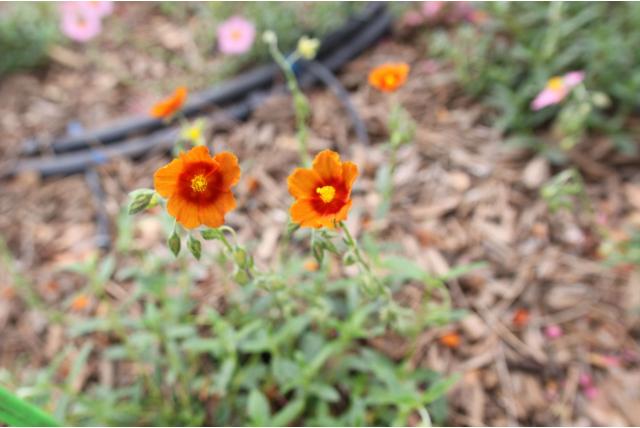 Zonneroosje 'Ben Alder' Zonneroosje 'Ben Alder'