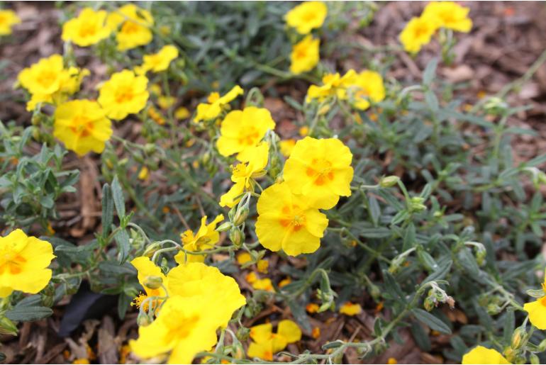 Helianthemum 'Ben Fhada' Helianthemum 'Ben Fhada' -22210