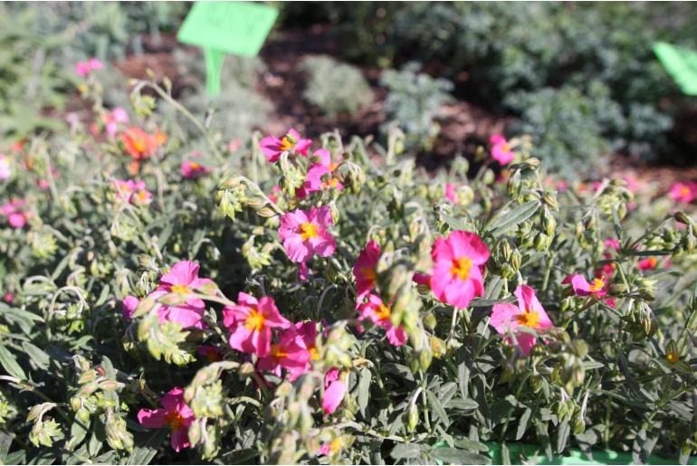 Helianthemum 'Ben Hope' Helianthemum 'Ben Hope' -22211