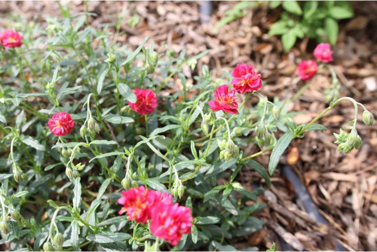 Helianthemum 'Cerise Queen' Helianthemum 'Cerise Queen' -22212