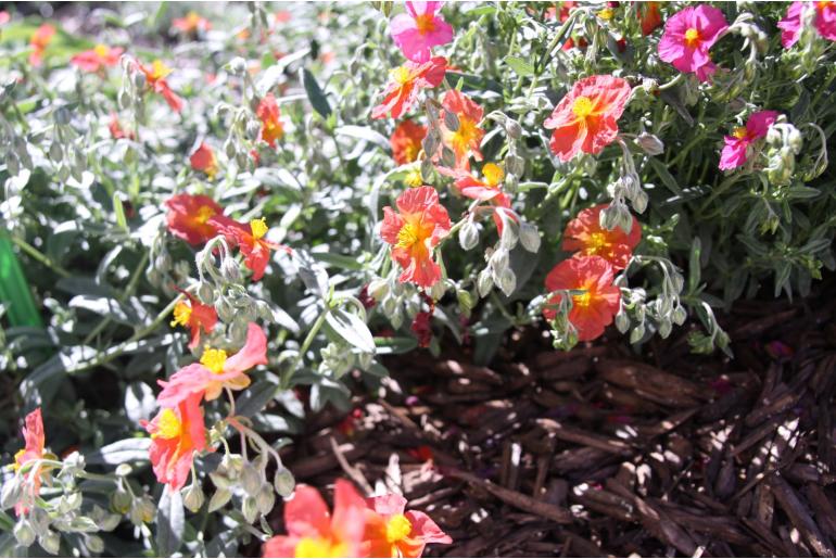 Helianthemum 'Fire Dragon' Helianthemum 'Fire Dragon' -22213