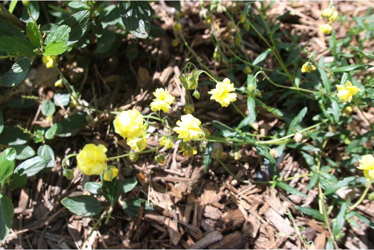 Helianthemum 'Sulphureum Plenum' Helianthemum 'Sulphureum Plenum' -22214