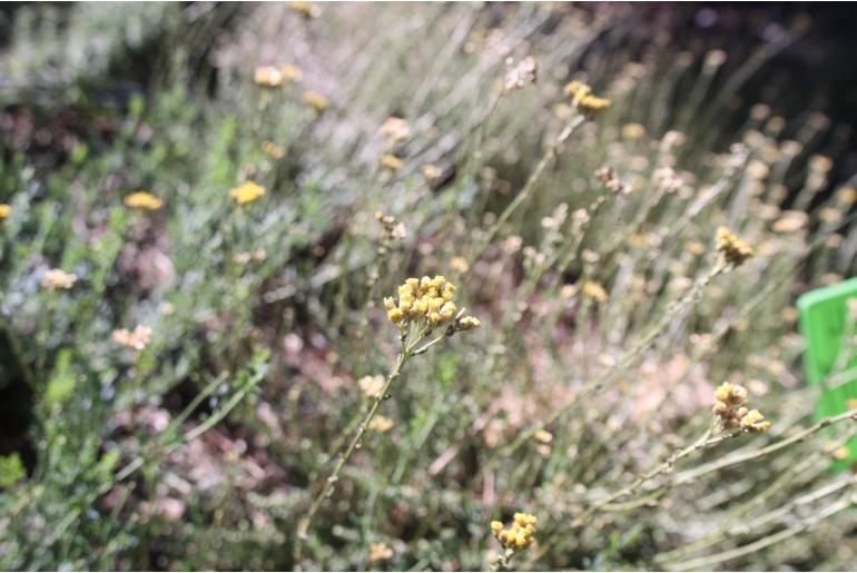 Helichrysum microphyllum 'Lefka Ori' Helichrysum microphyllum 'Lefka Ori' -22447