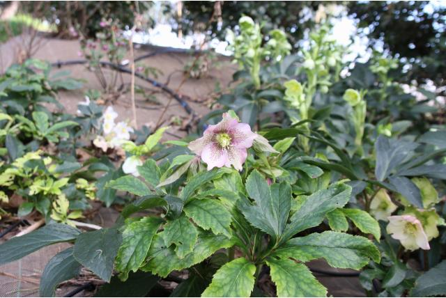 Lenteroos 'Spotted Hybrids' Lenteroos 'Spotted Hybrids'