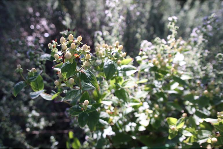 Hypericum inodorum 'Magical Sunshine' Hypericum inodorum 'Magical Sunshine' -22217