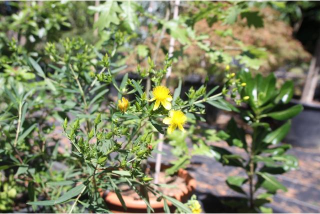 Hertshooi 'Gemo' Hertshooi 'Gemo'