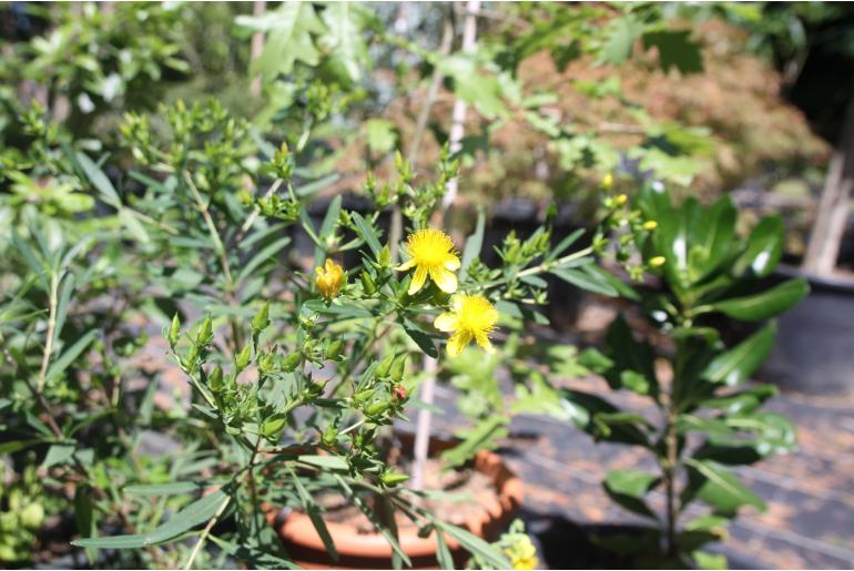 Hypericum kalmianum 'Gemo' Hypericum kalmianum 'Gemo' -22218