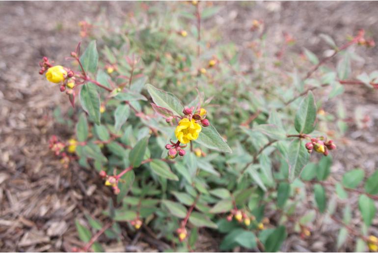 Hypericum moserianum 'Tricolor' Hypericum moserianum 'Tricolor' -22219
