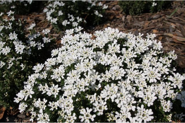 Scheefkelk 'Superba' Scheefkelk 'Superba'