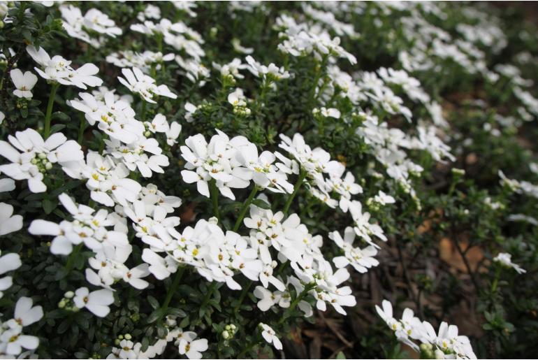 Iberis sempervirens 'Weisser Zwerg' Iberis sempervirens 'Weisser Zwerg' -22220