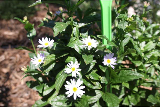 Kalimeris 'Blue Star' Kalimeris 'Blue Star'