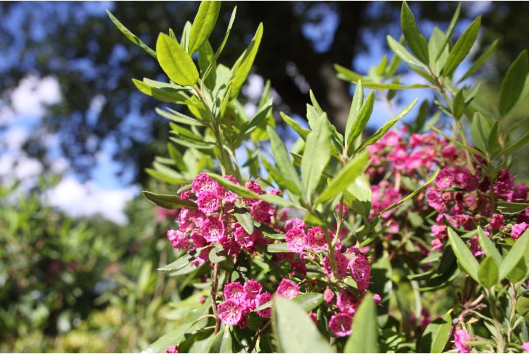 Kalmia angustifolia 'Rubra' Kalmia angustifolia 'Rubra' -22225
