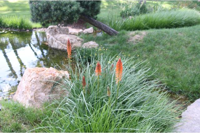 Vuurpijl 'Elvira' Vuurpijl 'Elvira'