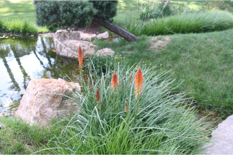 Kniphofia 'Elvira' Kniphofia 'Elvira' -22435