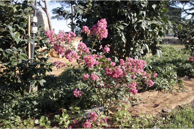Lagerstroemia 'Petit Canaille Rose' Lagerstroemia 'Petit Canaille Rose'