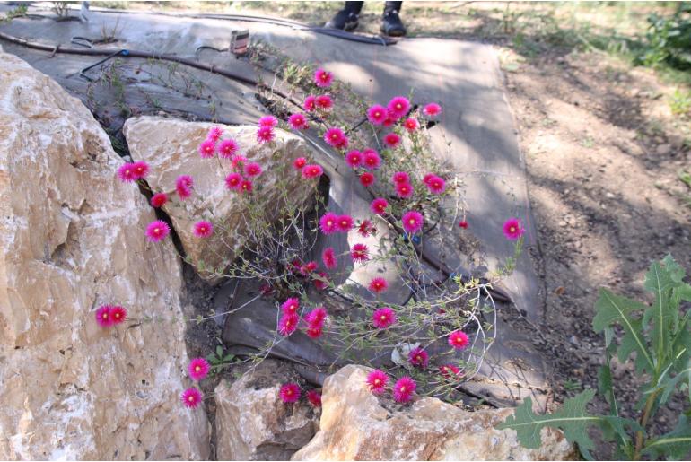 Lampranthus spectabilis 'Tresco Red' Lampranthus spectabilis 'Tresco Red' -22356