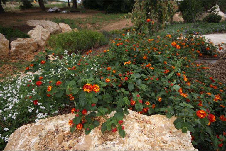 Lantana 'Rouge de Corse' Lantana 'Rouge de Corse' -22528