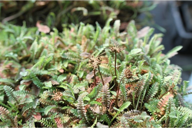 Leptinella pusilla Leptinella pusilla -22939