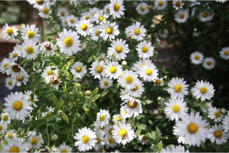 Leucanthemella serotina 'Herbststern' Leucanthemella serotina 'Herbststern' -22235