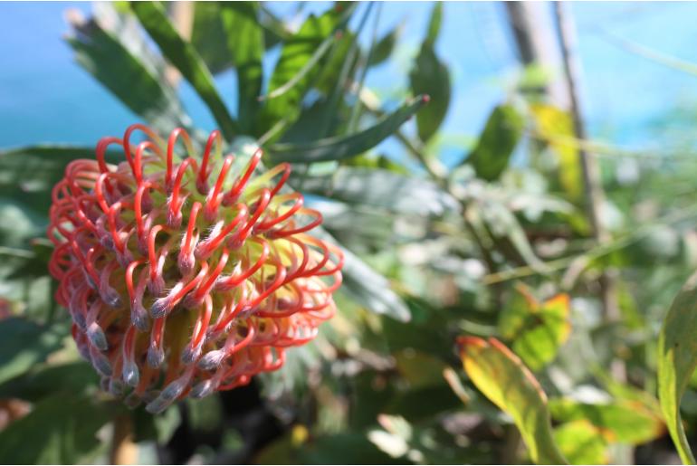 Leucospermum 'Rigoletto' Leucospermum 'Rigoletto' -22900