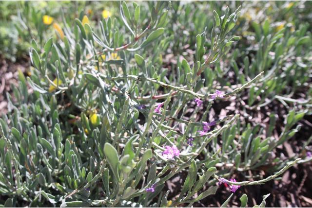 Grand statice 'Carnaval' Grand statice 'Carnaval'