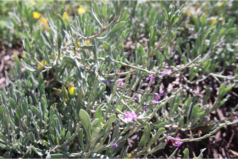 Limoniastrum monopetalum 'Carnaval' Limoniastrum monopetalum 'Carnaval' -22448