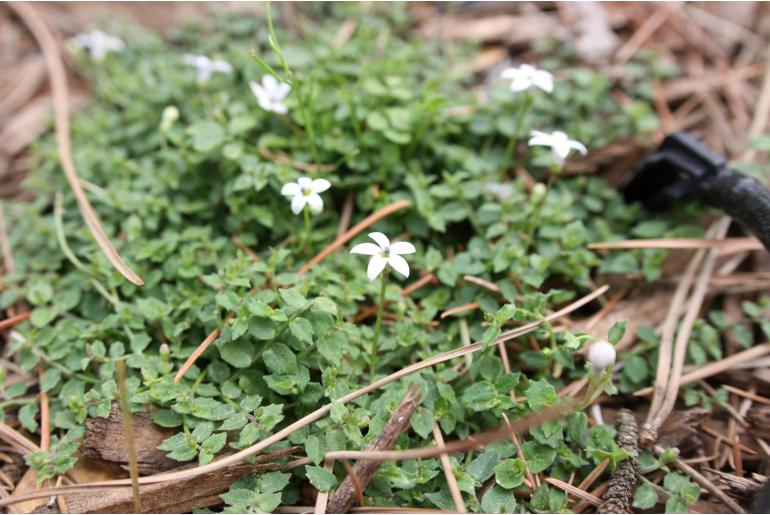 Lobelia pedunculata 'Alba' Lobelia pedunculata 'Alba' -22502
