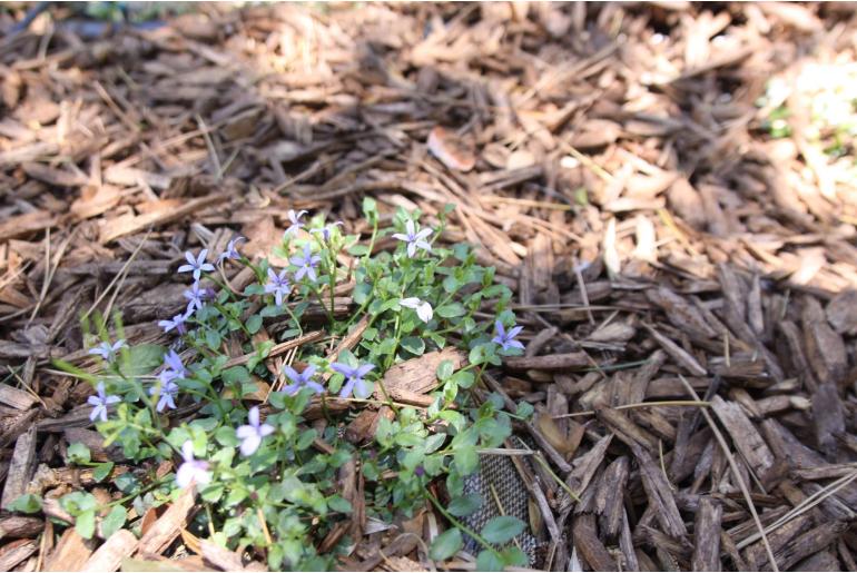 Lobelia pedunculata 'County Park' Lobelia pedunculata 'County Park' -22328