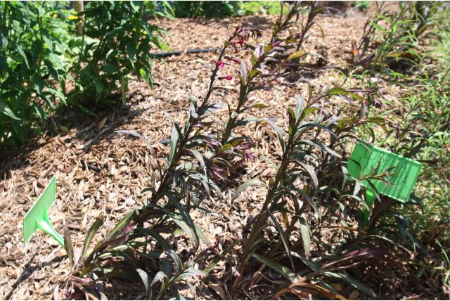 Kardinaalsbloem 'Russian Princess' Kardinaalsbloem 'Russian Princess'