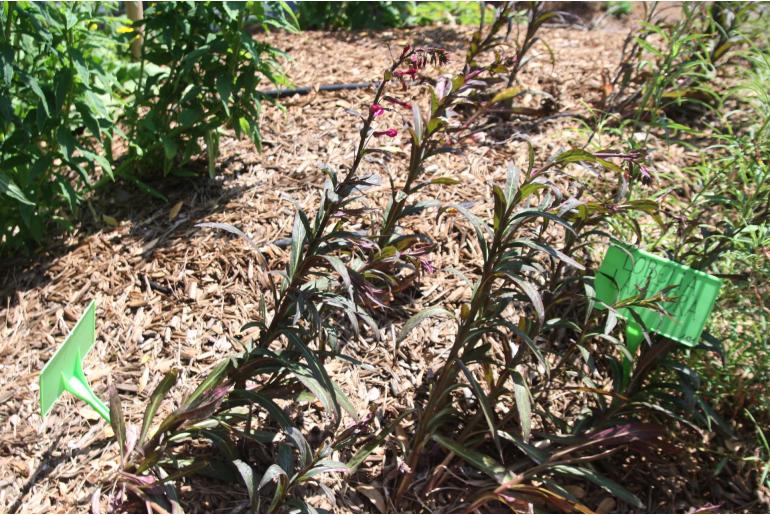 Lobelia speciosa 'Russian Princess' Lobelia speciosa 'Russian Princess' -22349