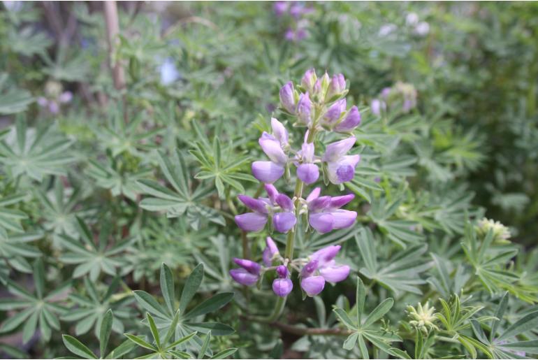 Lupinus arboreus 'Bleu' Lupinus arboreus 'Bleu' -22322