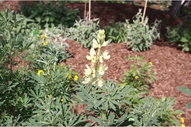 Boomlupine 'Geel' Boomlupine 'Geel'
