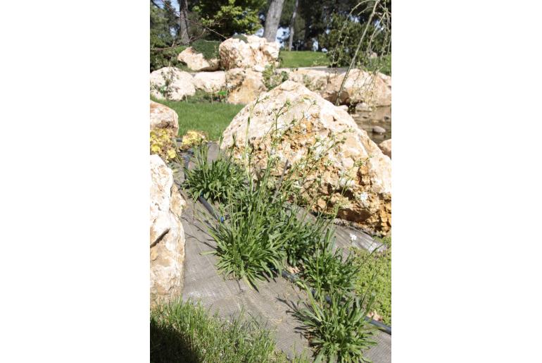 Lychnis viscaria 'Alba' Lychnis viscaria 'Alba' -22240