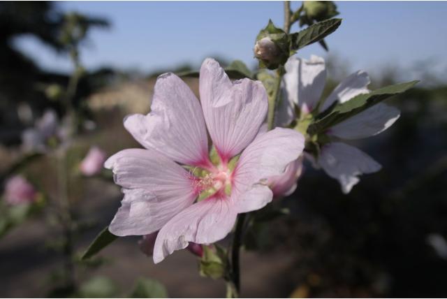 Struik malva 'Barnsley' Struik malva 'Barnsley'