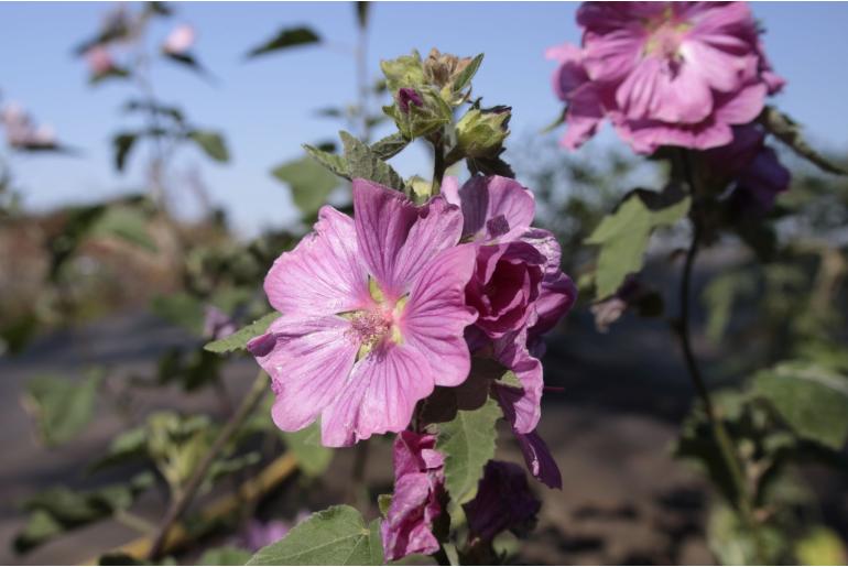 Malva thuringiaca 'Bredon springs' Malva thuringiaca 'Bredon springs' -22233