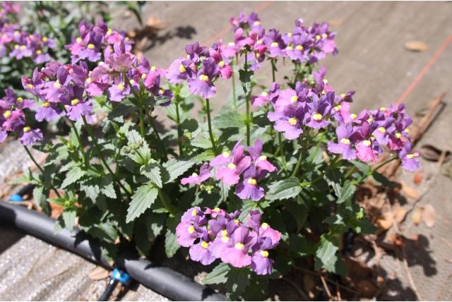 Struikgewasachtige nemesia 'Woodcot Pourpre' Struikgewasachtige nemesia 'Woodcot Pourpre'