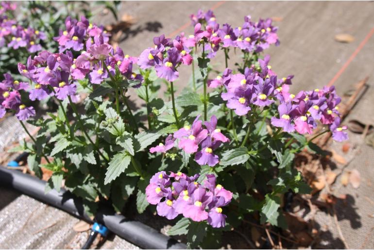 Nemesia fruticans 'Woodcot Pourpre' Nemesia fruticans 'Woodcot Pourpre' -22493