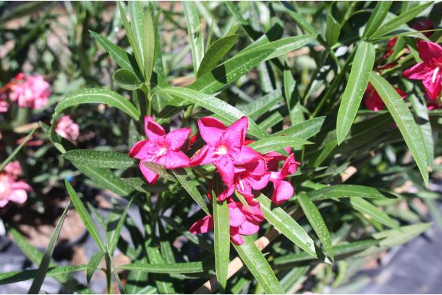 Oleander 'Hardy Red'
