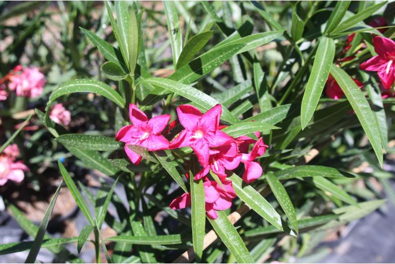 Nerium oleander 'Hardy Red' Nerium oleander 'Hardy Red' -22487