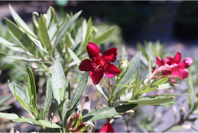 Dwerg Oleander