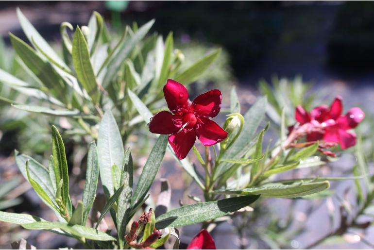 Nerium oleander 'Nain Rose' Nerium oleander 'Nain Rose' -22245