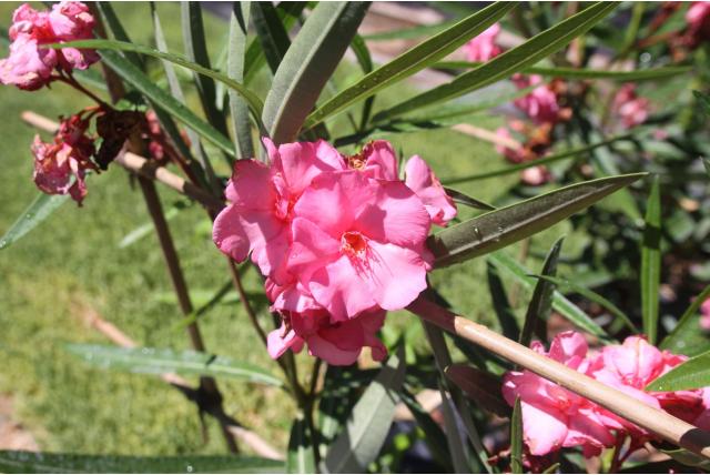 Oleander 'Rose Plenum' Oleander 'Rose Plenum'